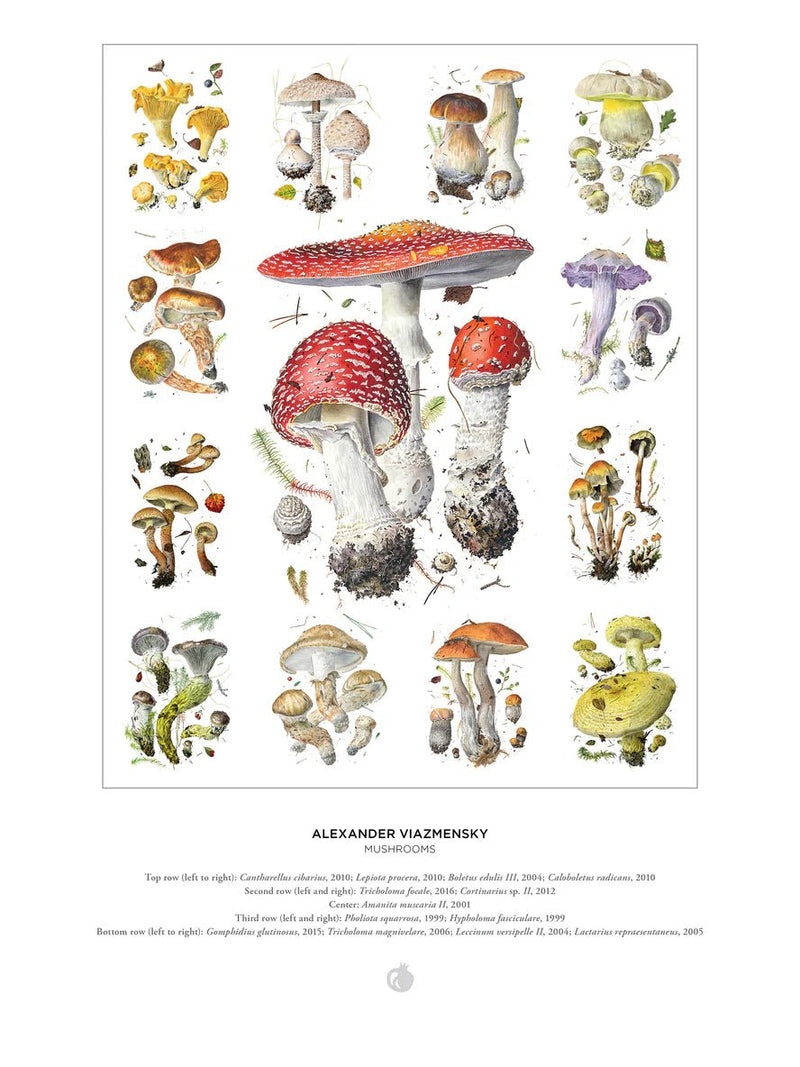 1000 Piece Puzzle | Mushrooms: Alexander Viazmensky Puzzles Pomegranate  Paper Skyscraper Gift Shop Charlotte