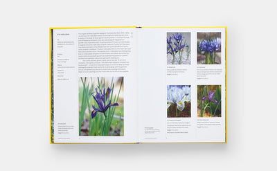 A Year in Bloom: Flowering Bulbs for Every Season - Hardcover BOOK Hachette  Paper Skyscraper Gift Shop Charlotte