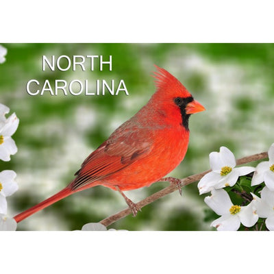 Postcard- NC Cardinal Bird on Dogwood  Blossom Postcard My City Souvenirs  Paper Skyscraper Gift Shop Charlotte