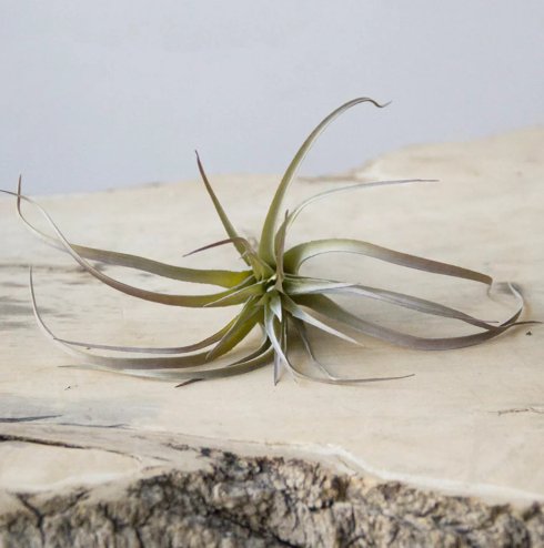 Air Plant H800 Home Decor CHIVE  Paper Skyscraper Gift Shop Charlotte