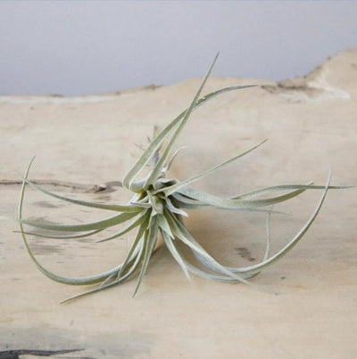 Air Plant I800 Home Decor CHIVE  Paper Skyscraper Gift Shop Charlotte