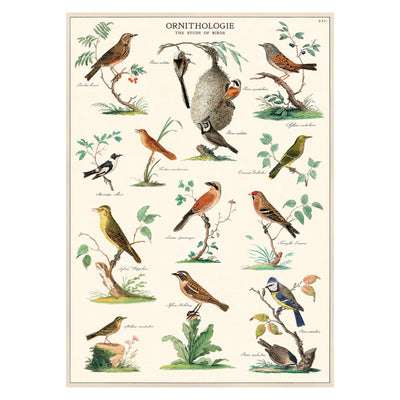 Wrap Sheet | Ornithology Gift Wrap Cavallini Papers & Co., Inc.  Paper Skyscraper Gift Shop Charlotte