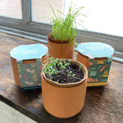 Good Dog Greens | Tiny Terracotta Planter Pets Modern Sprout  Paper Skyscraper Gift Shop Charlotte