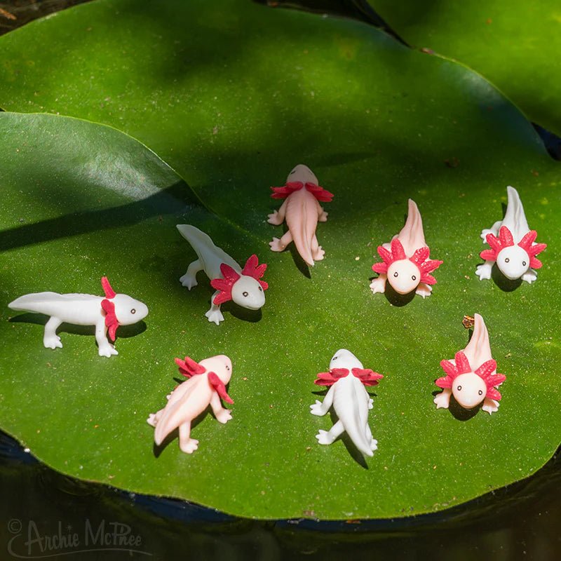 Itty Bitty Axolotls Jokes & Novelty Accoutrements  Paper Skyscraper Gift Shop Charlotte