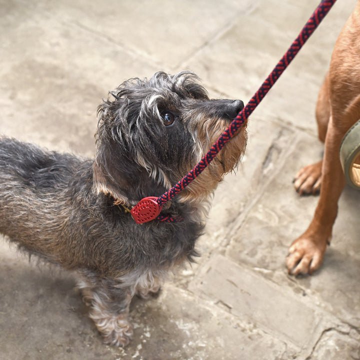 Red Rope Lead | Medium Pets Sophie Allport  Paper Skyscraper Gift Shop Charlotte